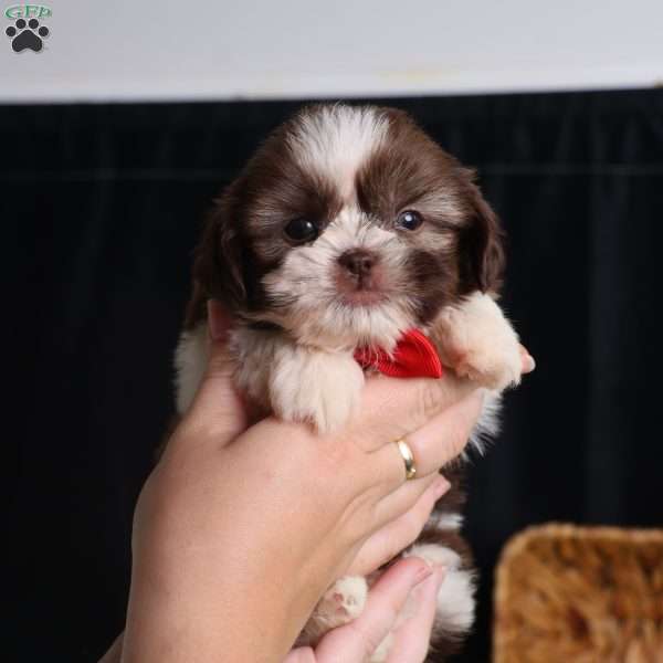 Gus (Mini), Shih Tzu Puppy
